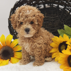 Poodle Puppy Max