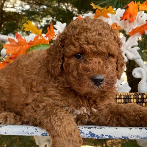 Goldendoodle Puppy Richie
