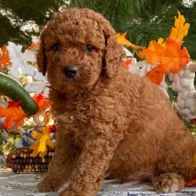Goldendoodle Puppy Richie
