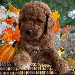 Goldendoodle Puppy Richie