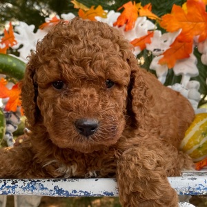Goldendoodle Puppy Richie