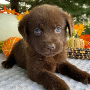 Labrador Retriever Puppy Petunia