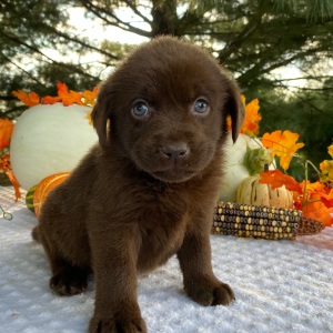 Labrador Retriever Puppy Petunia