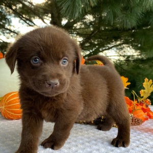 Labrador Retriever Puppy Petunia