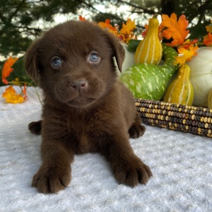 Labrador Retriever Puppy Petunia