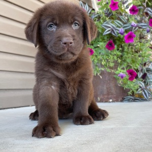 Labrador Retriever Puppy Petunia