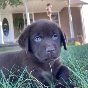 Labrador Retriever Puppy Petunia