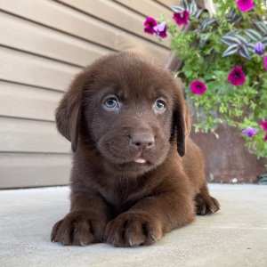 Labrador Retriever Puppy Petunia