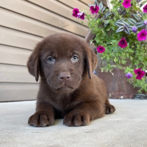 Labrador Retriever Puppy Petunia