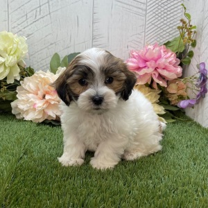 Havapoo Puppy Duke