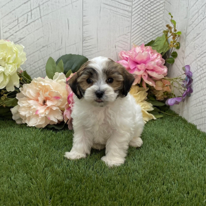Havapoo Puppy Duke