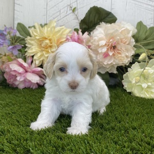 Havapoo Puppy Lilly