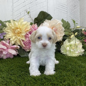 Havapoo Puppy Lilly