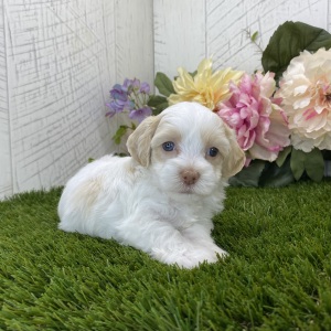 Havapoo Puppy Lilly