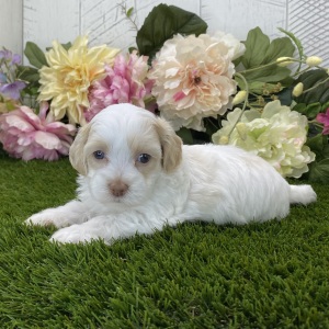 Havapoo Puppy Lilly