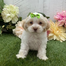 Havapoo Puppy Lilly