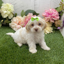 Havapoo Puppy Lilly