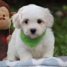 Coton de Tulear Puppy Frankie