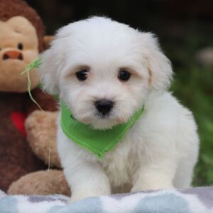 Coton de Tulear Puppy Frankie