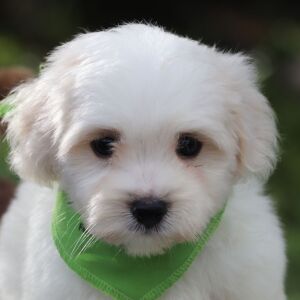 Coton de Tulear Puppy Frankie