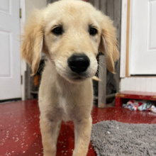 Golden Retriever Puppy Sugar