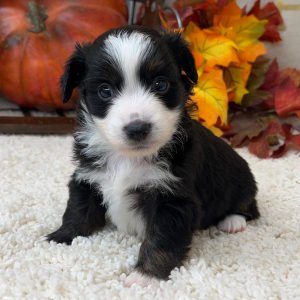 Aussiedoodle Puppy Parker