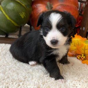 Aussiedoodle Puppy Parker