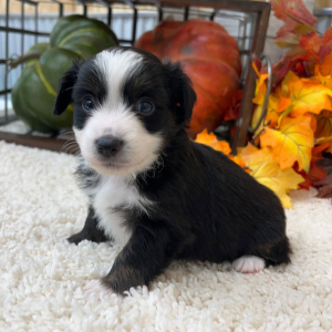 Aussiedoodle Puppy Parker