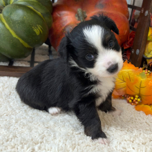 Aussiedoodle Puppy Parker