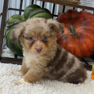 Aussiedoodle Puppy Paisley