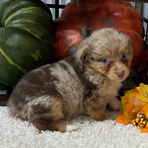 Aussiedoodle Puppy Paisley