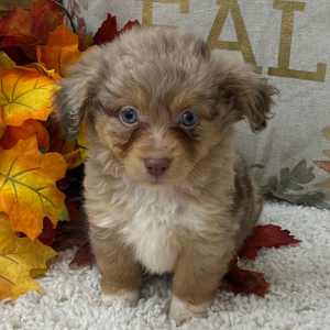 Aussiedoodle Puppy Paisley