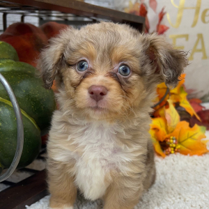 Aussiedoodle Puppy Paisley