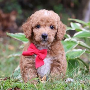 Goldendoodle Puppy Raye