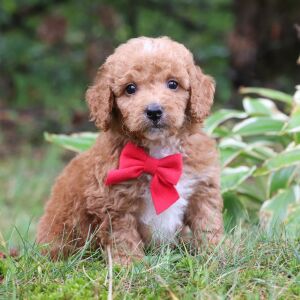 Goldendoodle Puppy Raye