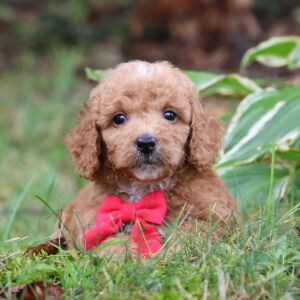 Goldendoodle Puppy Raye