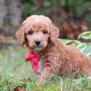 Goldendoodle Puppy Raye
