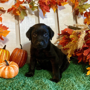 Labrador Retriever Puppy Porsche