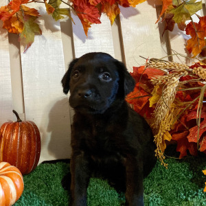 Labrador Retriever Puppy Porsche