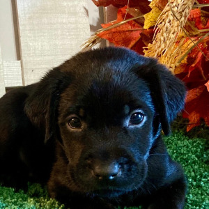 Labrador Retriever Puppy Porsche