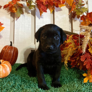 Labrador Retriever Puppy Porsche