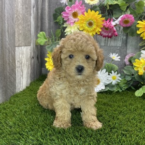 Poodle Puppy Ruthie