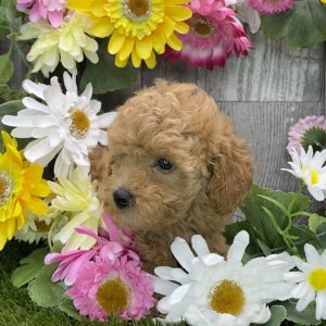 Poodle Puppy Ruthie