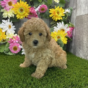 Poodle Puppy Ruthie