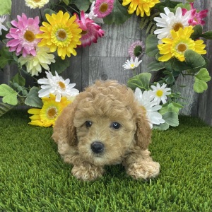 Poodle Puppy Ruthie