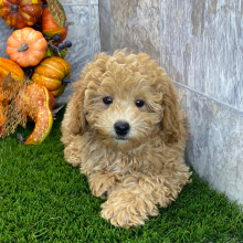 Poodle Puppy Ruthie