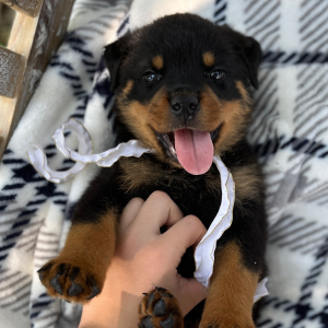 Rottweiler Puppy Max