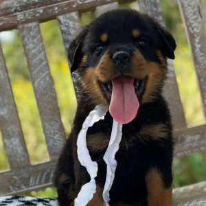 Rottweiler Puppy Max