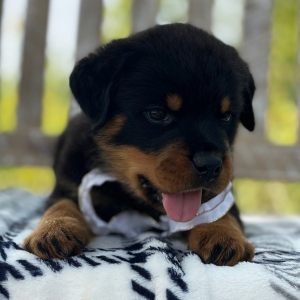 Rottweiler Puppy Max