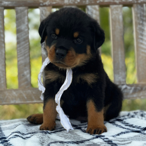 Rottweiler Puppy Max